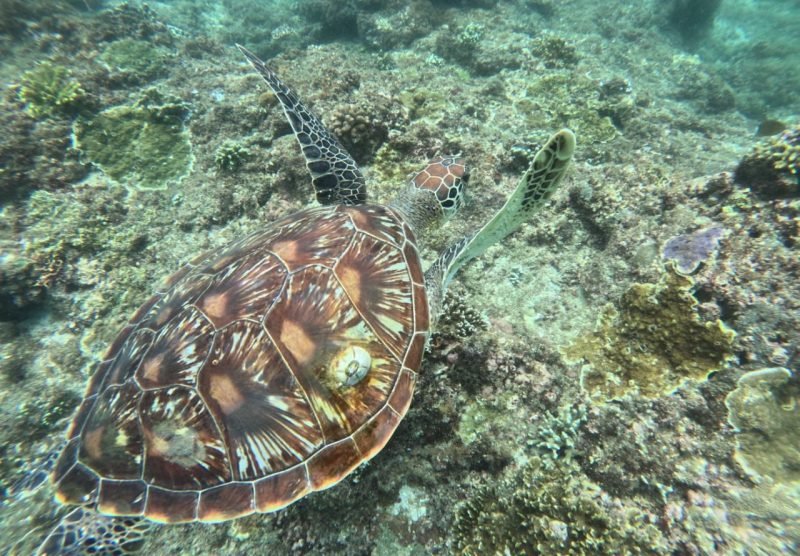 view of turtle