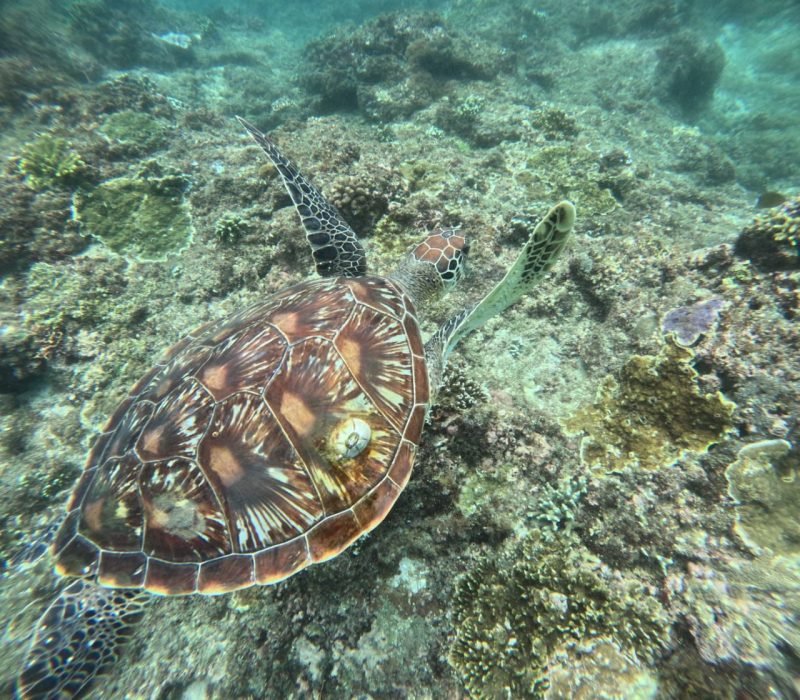 view of turtle